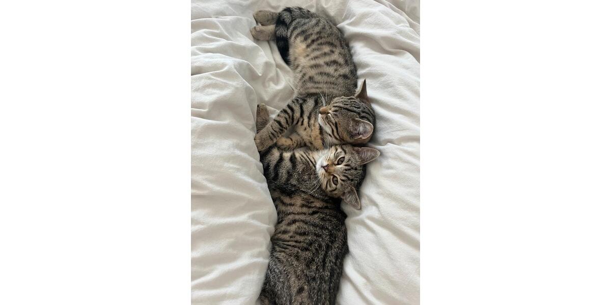 Etagenwohnung Königstein im Taunus - 1 Zimmer, 14 m&sup2;, 586&euro; | Angebot:24662797