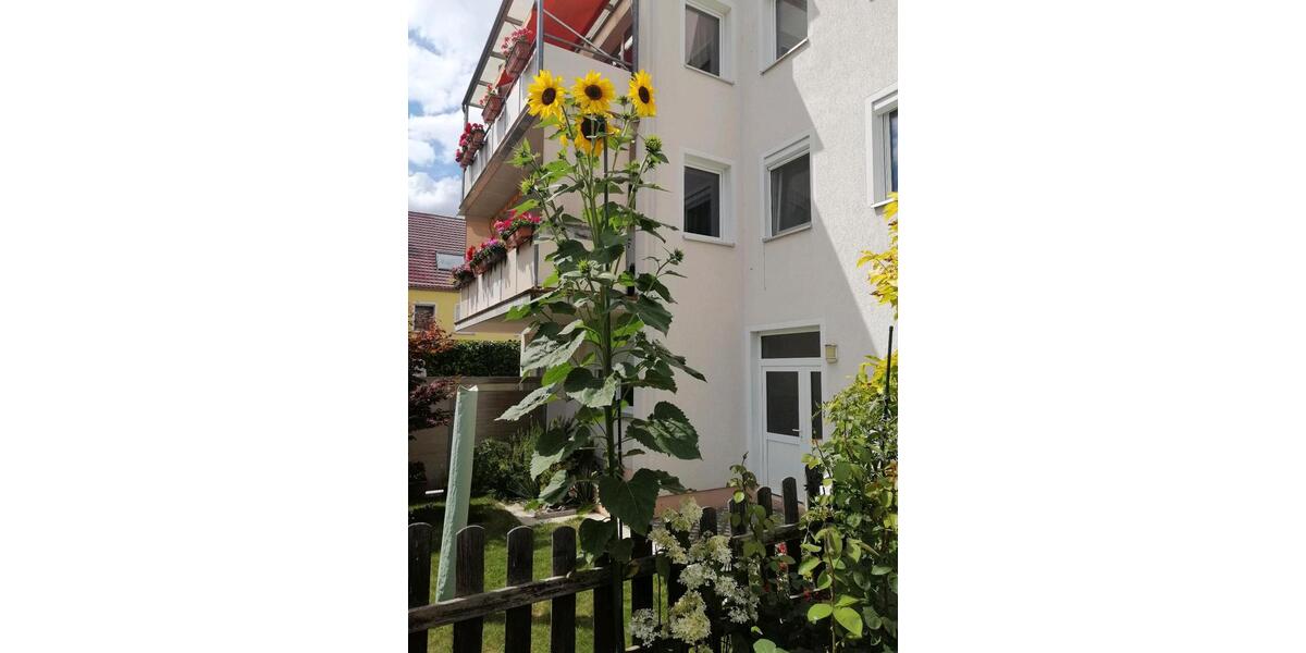 Etagenwohnung Schwedt (Oder) - 1 Zimmer, 42 m&sup2;, 480&euro; | Angebot:25907031