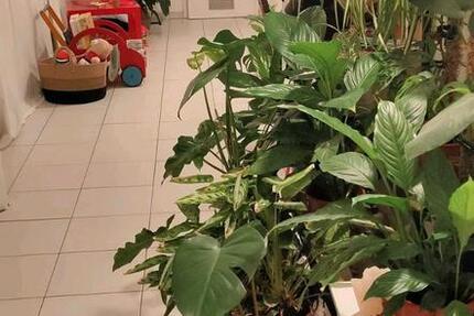 unmöb. Zimmer in 3er-WG zur Untermiete am Wöhrder SeeTH Ohm 1 zimmer