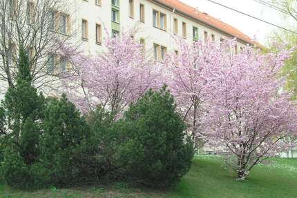 Wohnung zum Mieten in Stollberg 270 € 57.3 m² 3 zimmer