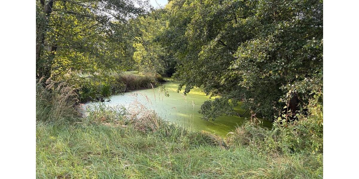 Fischteiche zu verpachten, Teich Pacht Wienhausen bei Celle zimmer