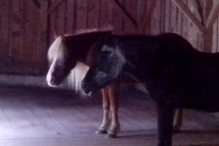 Wohnen mit Pferden zimmer