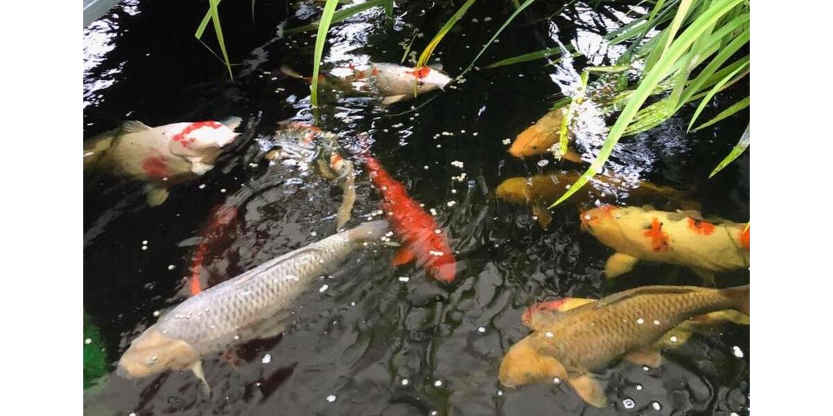 Gemütliche Wohnung (ca. 100 m²) in Rheinau-Linx zu vermieten 4 zimmer