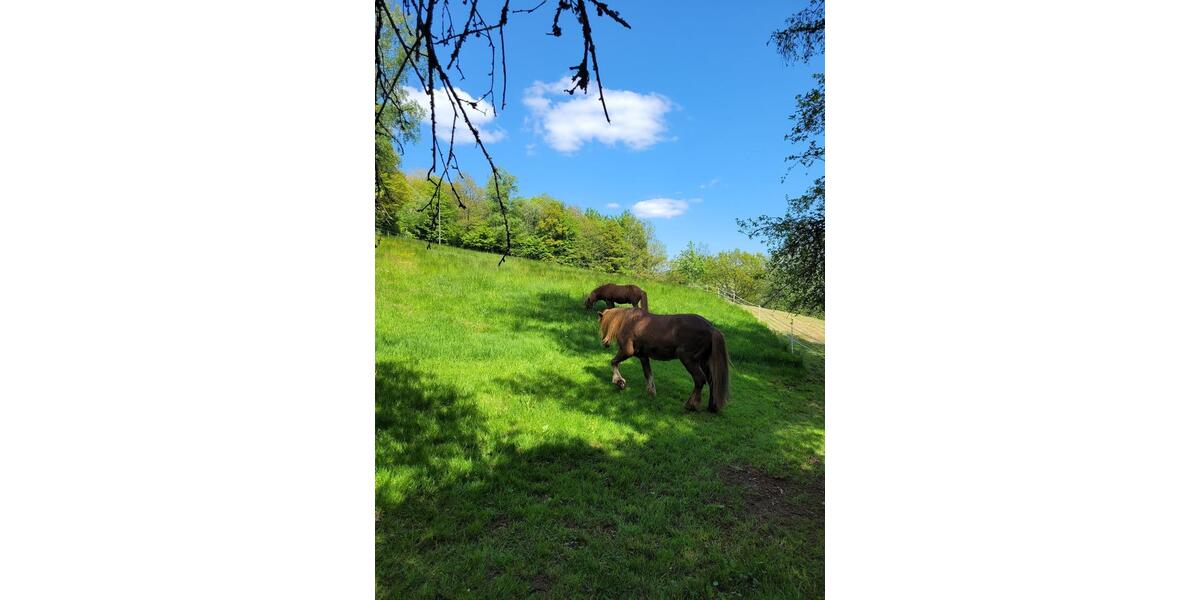 Etagenwohnung Pelm - 1 Zimmer, 16 m&sup2;, 450&euro; | Angebot:25323598