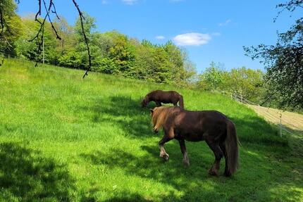 Wohnung Pelm - 1 Zimmer, 16 m&sup2;, 450&euro; | Angebot:25323598