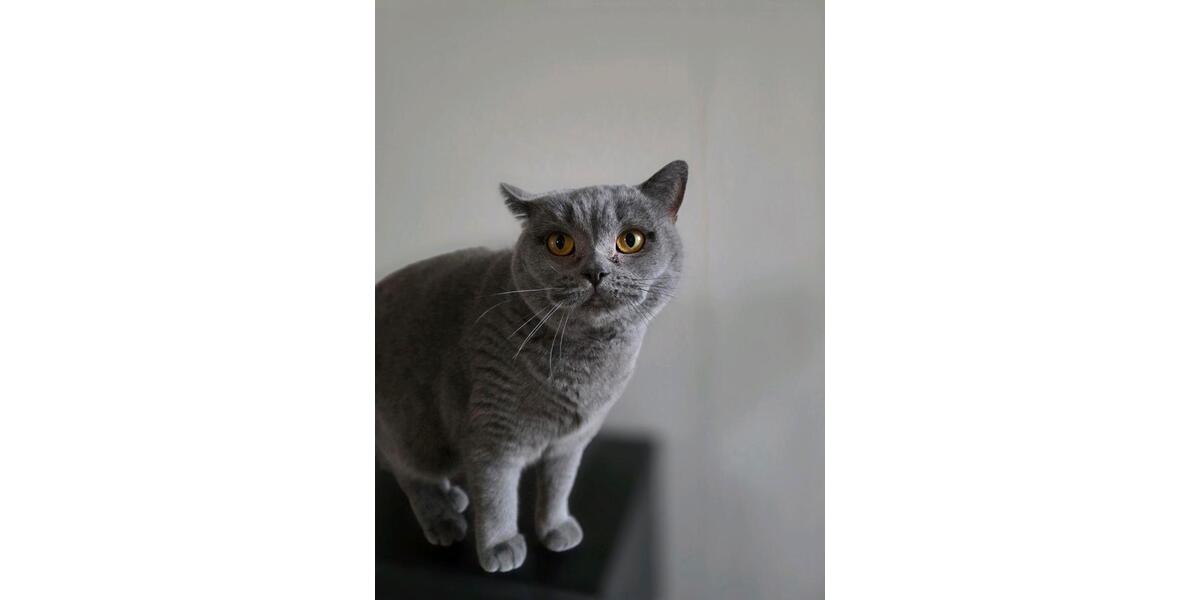 Wohnen auf Zeit Köln Nippes - 1 Zimmer, 140 m&sup2;, 500&euro; | Angebot:24729233