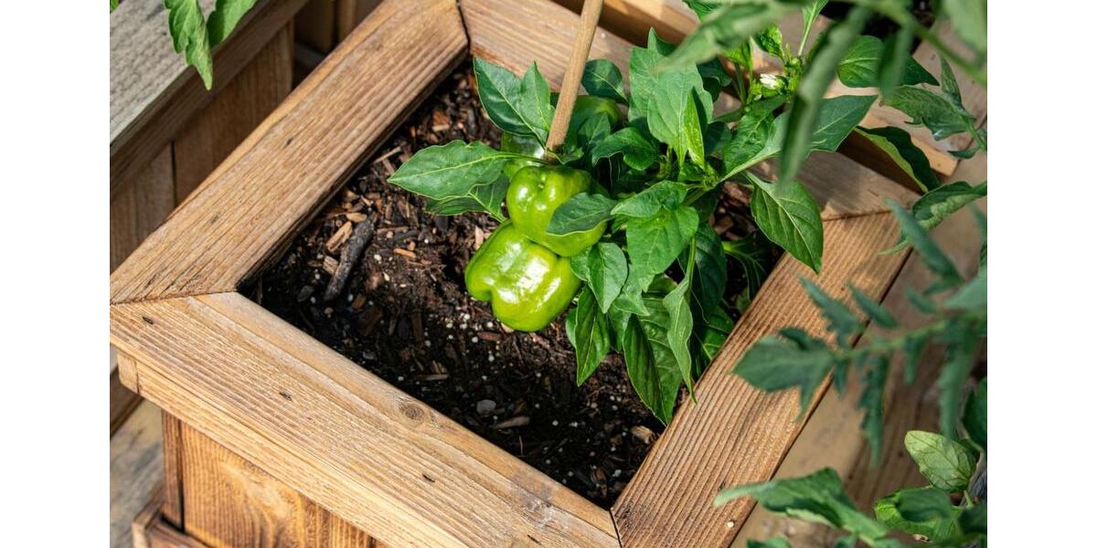 Einfamilienhaus Naunhof - 2 Zimmer, 40 m&sup2;, 725&euro; | Angebot:25988741