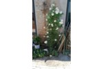 Maisonettenwohnung Werder (Havel) - 4 Zimmer, 130 m&sup2;, 1.990&euro; | Angebot:25957788