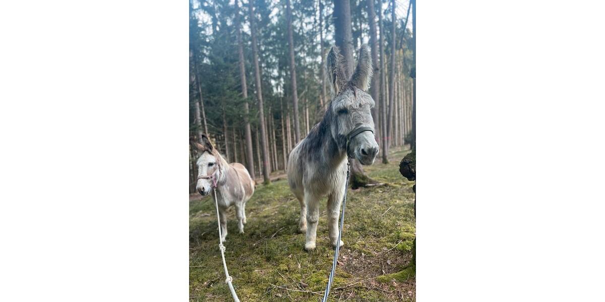 Wohnen auf Zeit Metten - 1 Zimmer, 18 m&sup2;, 550&euro; | Angebot:26028624