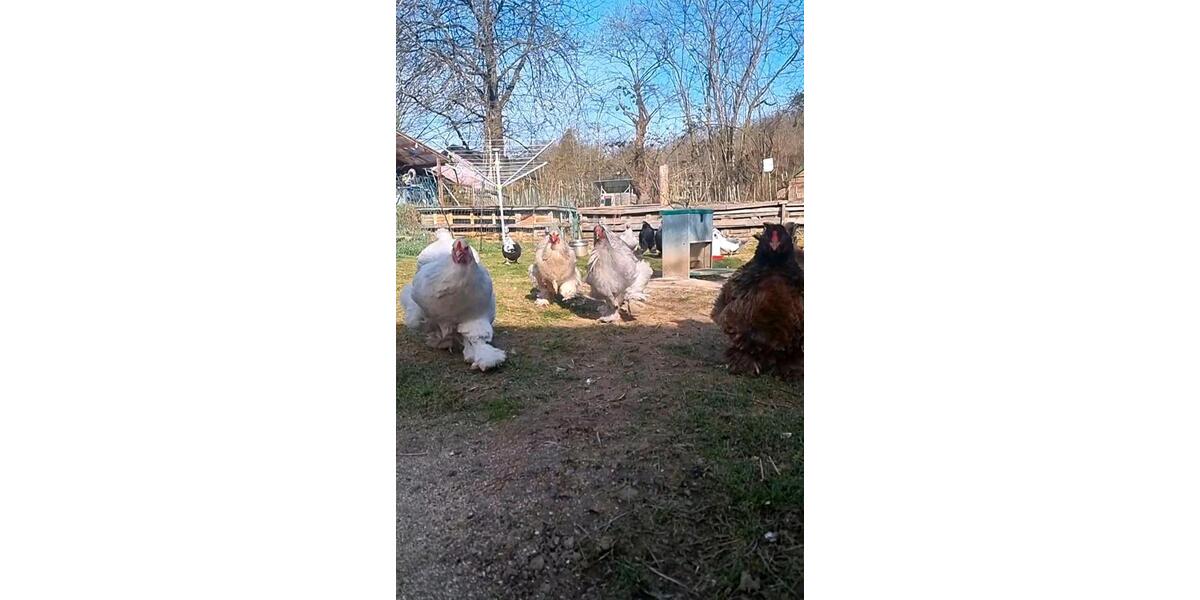 Wohnen auf Zeit Windeck - 1 Zimmer, 250 m&sup2;, 250&euro; | Angebot:23635643