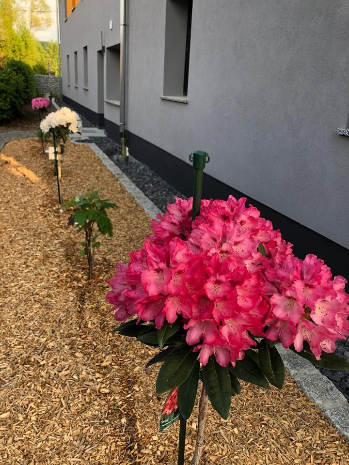 schicke Erdgeschoßwohnung mit Gewölbe in Brauna