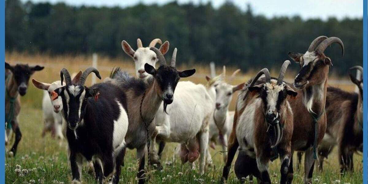 Etagenwohnung Peffingen - 8 Zimmer, 200 m&sup2;, 200&euro; | Angebot:25769954