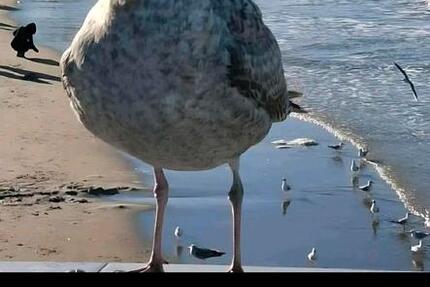 Wohnung Admannshagen-Bargeshagen Bargeshagen - 2 Zimmer, 77 m&sup2;, 1.065&euro; | Angebot:26252875