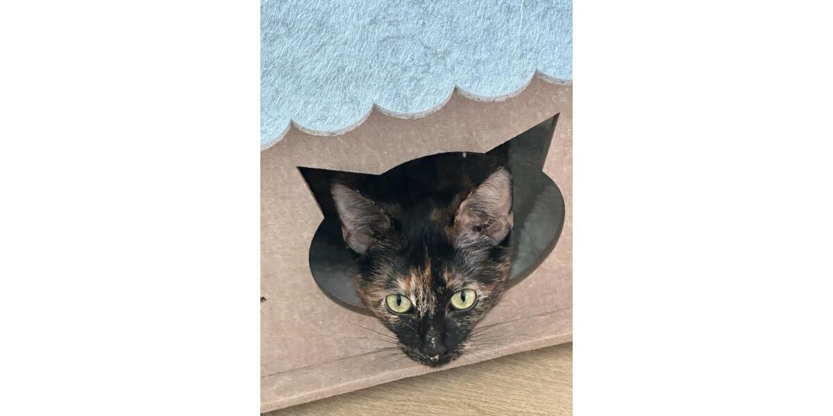 Wohnen auf Zeit Gießen Allendorf - 1 Zimmer, 20 m&sup2;, 532&euro; | Angebot:26232396