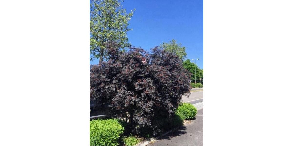 Erdgeschoßwohnung Kaiserslautern - 2 Zimmer, 60 m&sup2;, 850&euro; | Angebot:23813145