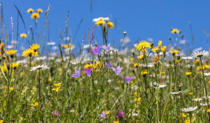 Loft - Studio - Atelier Argenbühl - 4 Zimmer, 120 m&sup2;, 1.500&euro; | Angebot:23749129