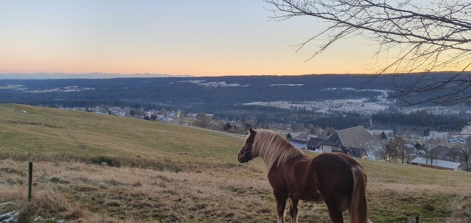Möblierte Ferienwohnung mit Balkon und Gartennutzung zur Miete 1 zimmer