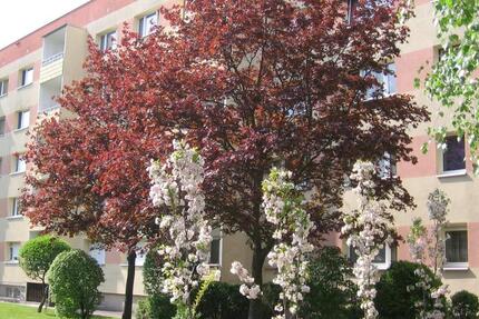 Wohnung Borna - 2 Zimmer, 47 m&sup2;, 215&euro; | Angebot:25327313