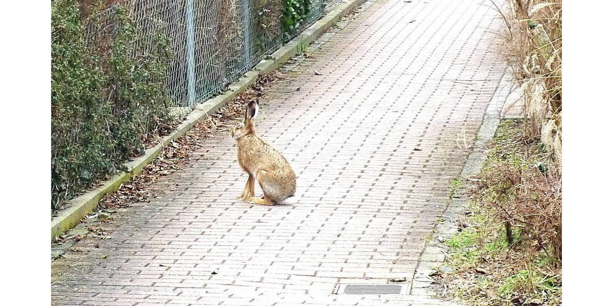 Etagenwohnung Nürnberg Maxfeld - 3 Zimmer, 76 m&sup2;, 1.299&euro; | Angebot:26154519