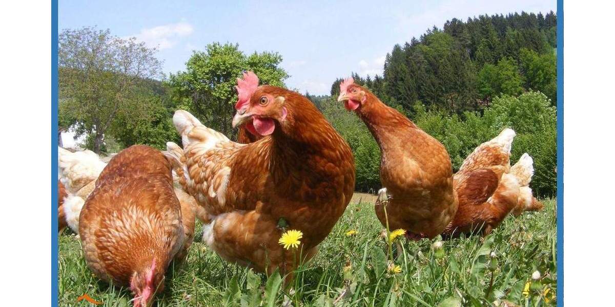 Etagenwohnung Peffingen - 8 Zimmer, 200 m&sup2;, 200&euro; | Angebot:25769954