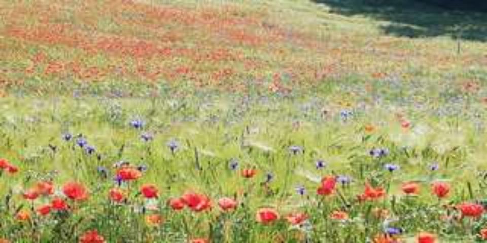 Bungalow Templin - 2 Zimmer, 42 m&sup2;, 570&euro; | Angebot:24780564