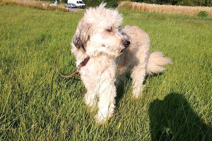 Kinder u Hunde erwünscht,160 qm Haus, 6zkb, 850€ kalt 4 zimmer