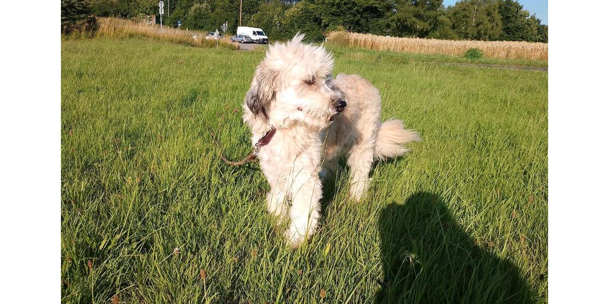 Kinder u Hunde erwünscht,160 qm Haus, 6zkb, 850€ kalt 4 zimmer