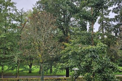 möbiliertes Wohnen in einer sonnigen 4 Zimmer Wohnung im Nerotal 4 zimmer