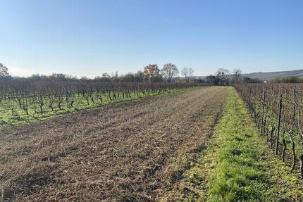 Weinbergsfläche in Oppenheim – gut erreichbar und vielseitig nutzbar zimmer
