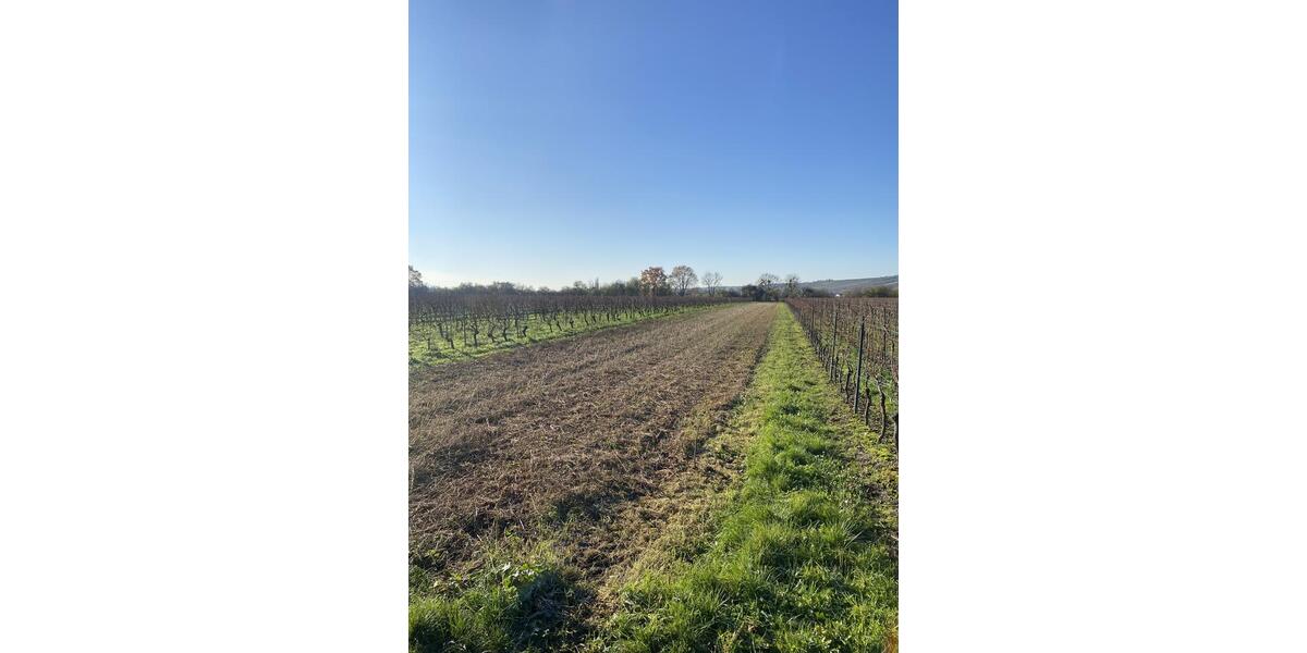 Weinbergsfläche in Oppenheim – gut erreichbar und vielseitig nutzbar zimmer