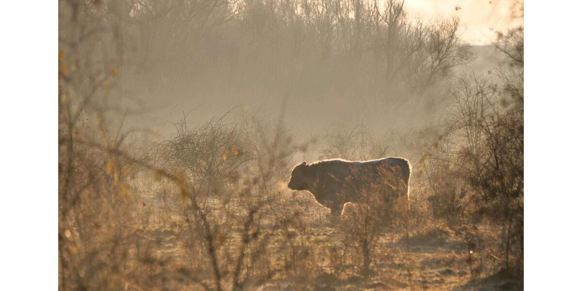 Wohnen auf Zeit Ratzeburg - 1 Zimmer, 18 m&sup2;, 525&euro; | Angebot:24454126