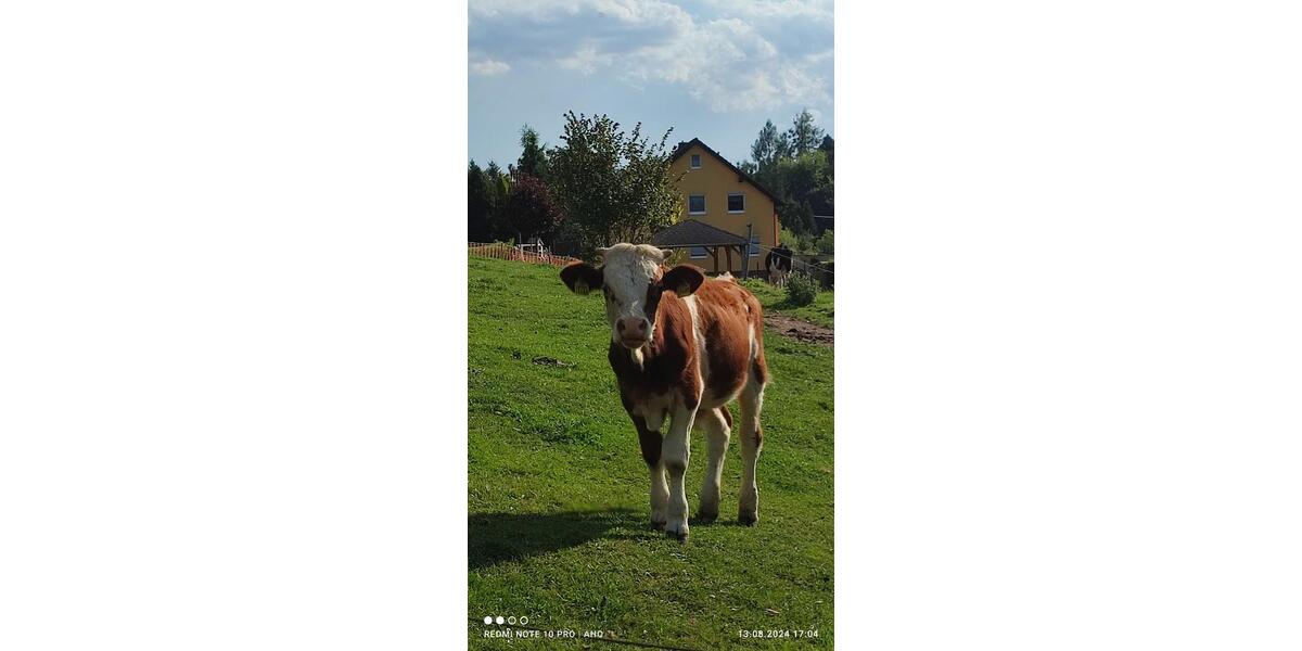 Erdgeschoßwohnung Penig - 2.5 Zimmer, 65 m&sup2;, 400&euro; | Angebot:21210311