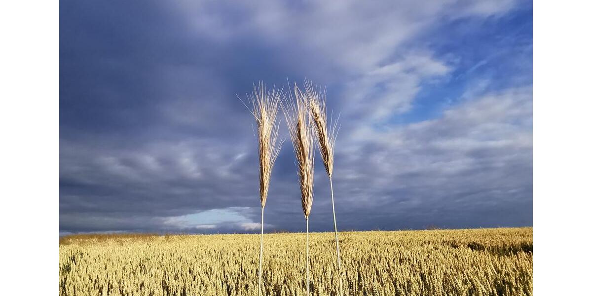 Wohnen auf Zeit Wörth am Rhein - 1 Zimmer, 18 m&sup2;, 45&euro; | Angebot:24603492