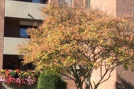 Hochparterre mit Balkon 3 zimmer