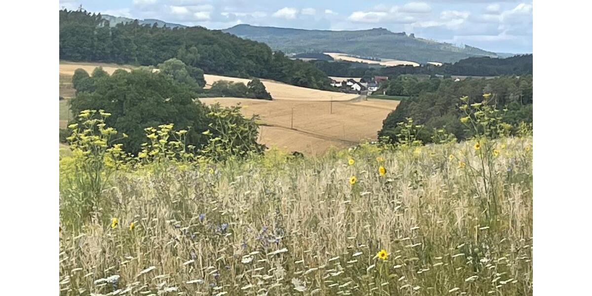 Dachgeschoßwohnung Bad Hersfeld - 2 Zimmer, 50 m&sup2;, 450&euro; | Angebot:25932501