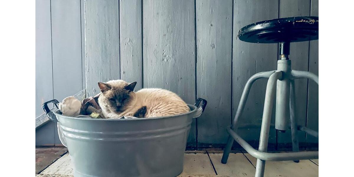 Wohnen auf Zeit Rheinsberg - 1 Zimmer, 20 m&sup2;, 600&euro; | Angebot:22860765