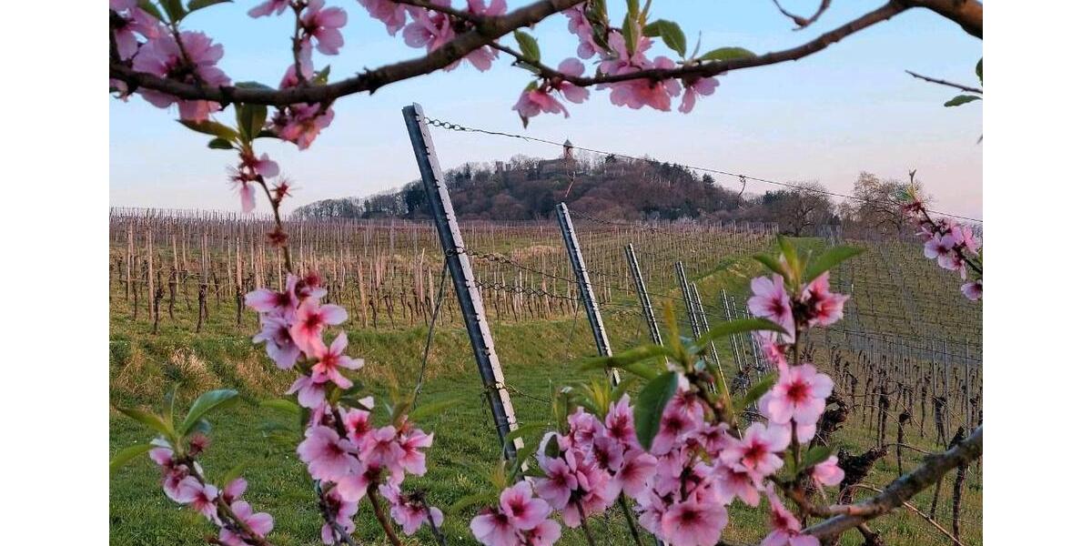 Wohnen auf Zeit Heppenheim (Bergstraße) - 2 Zimmer, 27 m&sup2;, 30&euro; | Angebot:10848894