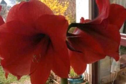 Wohnen auf Zeit Meersburg - 1 Zimmer, 25 m&sup2;, 550&euro; | Angebot:24154934