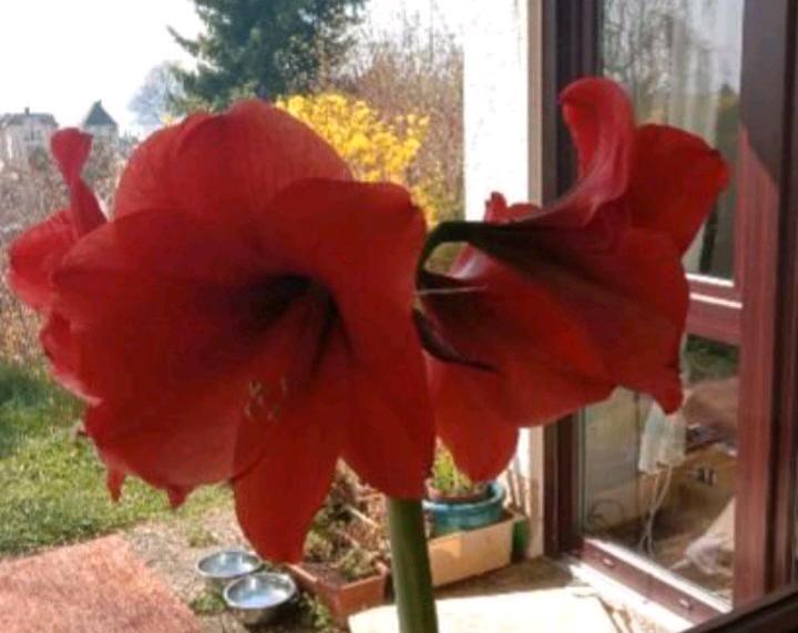 Wohnen auf Zeit Meersburg - 1 Zimmer, 25 m&sup2;, 550&euro; | Angebot:24154934