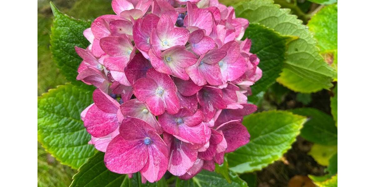 Etagenwohnung Neumünster - 5 Zimmer, 132 m&sup2;, 1.199&euro; | Angebot:24730894