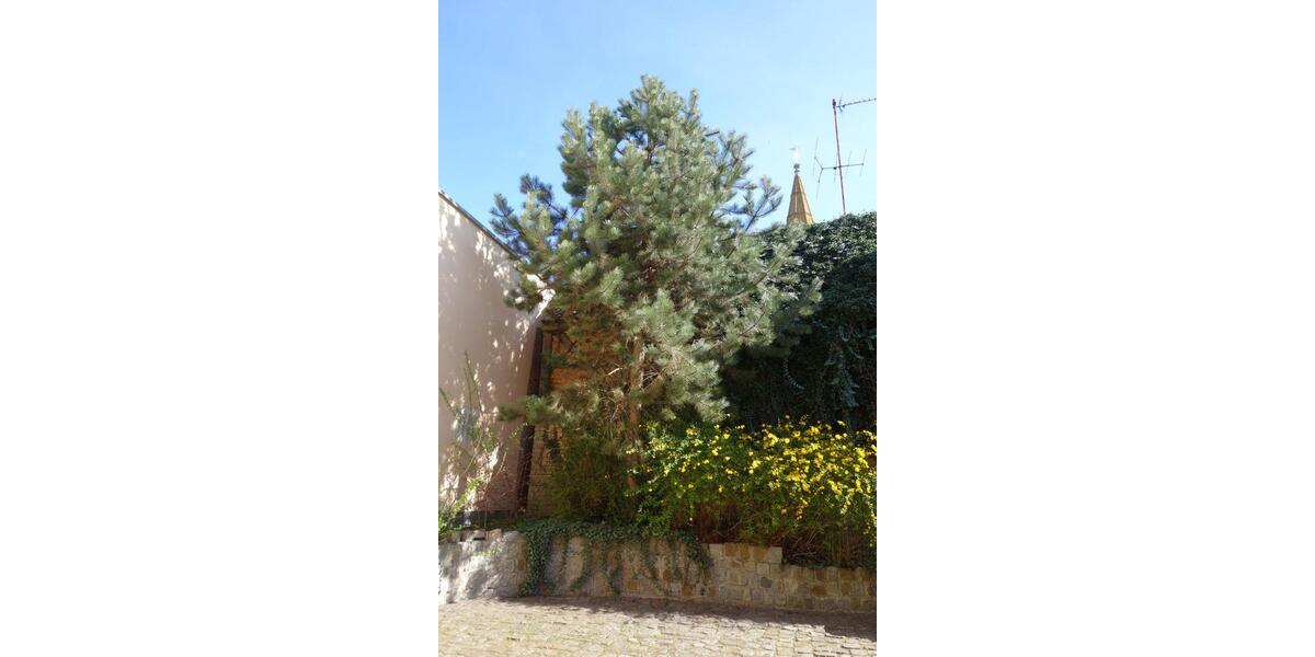 Dachgeschoßwohnung Ueckermünde - 2 Zimmer, 48 m&sup2;, 890&euro; | Angebot:25906084