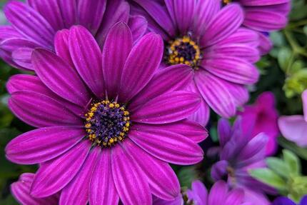 WG-Zimmer Varel 1 zimmer