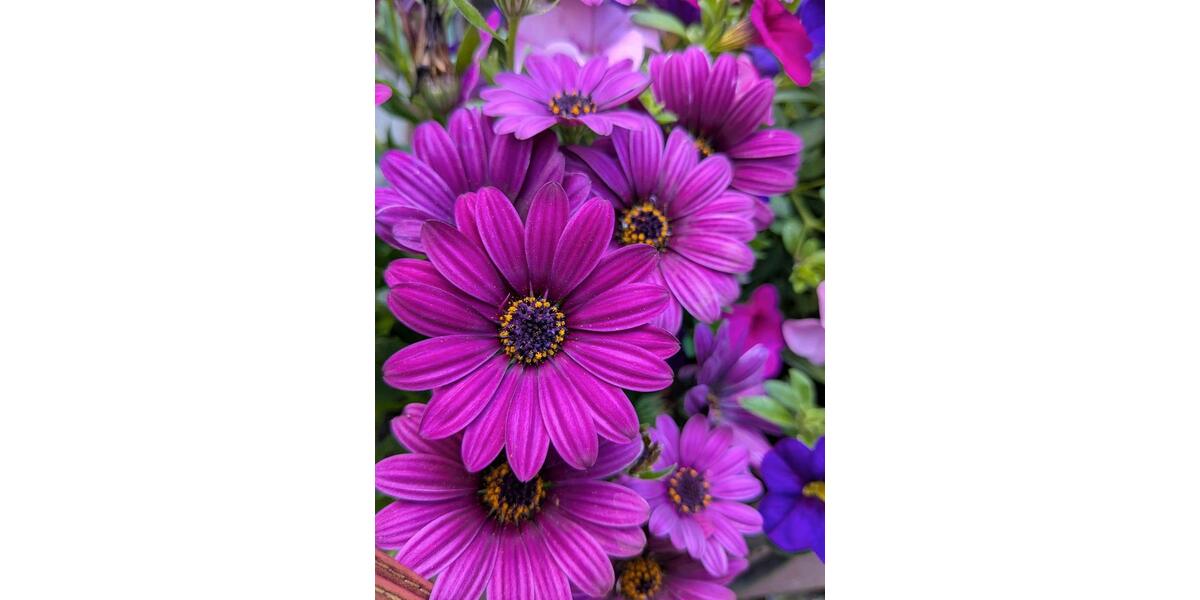 WG-Zimmer Varel 1 zimmer