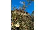 Einfamilienhaus Osann-Monzel Monzel - 5 Zimmer, 160 m&sup2;, 1.000&euro; | Angebot:26096213