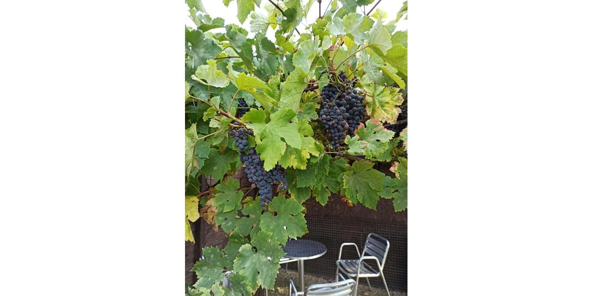 Wohnen auf Zeit Münster Alt-Coerde - 2 Zimmer, 850&euro; | Angebot:23042226