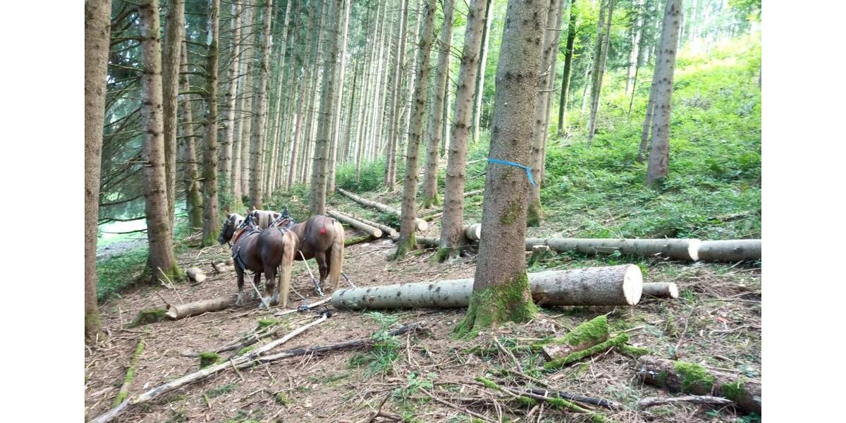 Etagenwohnung Habach - 3 Zimmer, 50 m&sup2;, 500&euro; | Angebot:24422395