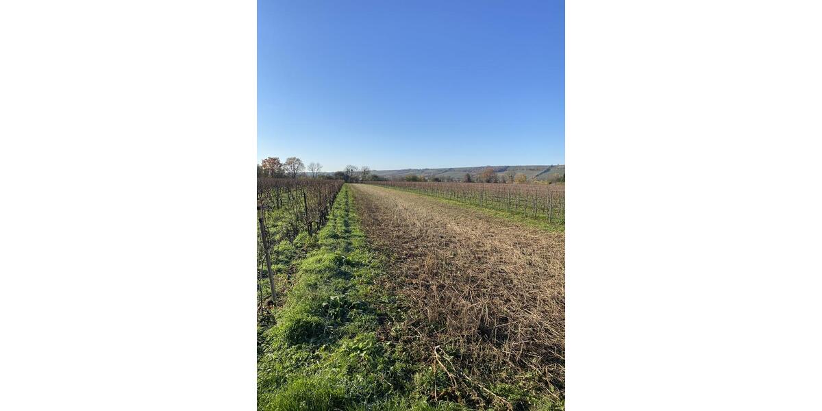 Weinbergsfläche in Oppenheim – gut erreichbar und vielseitig nutzbar zimmer