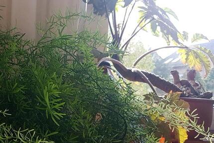 Wohnen auf Zeit Hilter am Teutoburger Wald - 1 Zimmer, 16 m&sup2;, 200&euro; | Angebot:26112230