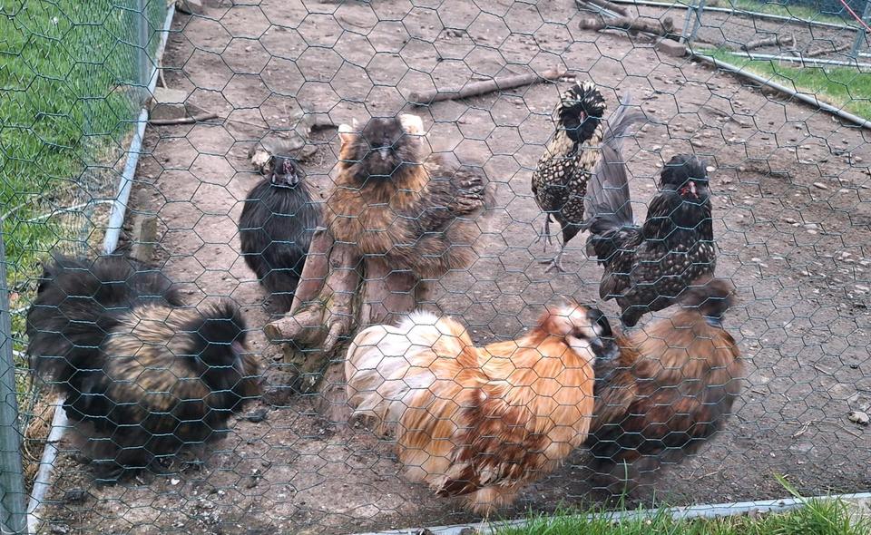 Einfamilienhaus Hollern-Twielenfleth Twielenfleth - 2 Zimmer, 40 m&sup2;, 105&euro; | Angebot:25965625