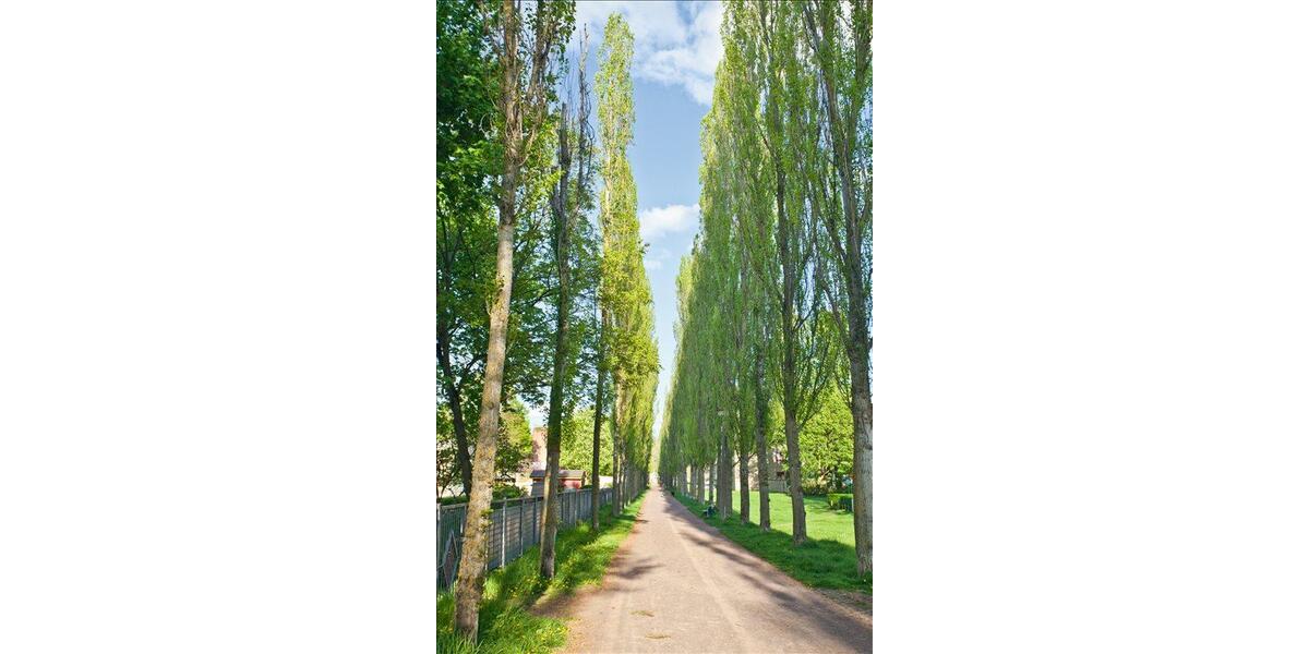 Etagenwohnung Magdeburg Diesdorf - 4 Zimmer, 99 m&sup2;, 990&euro; | Angebot:26365428